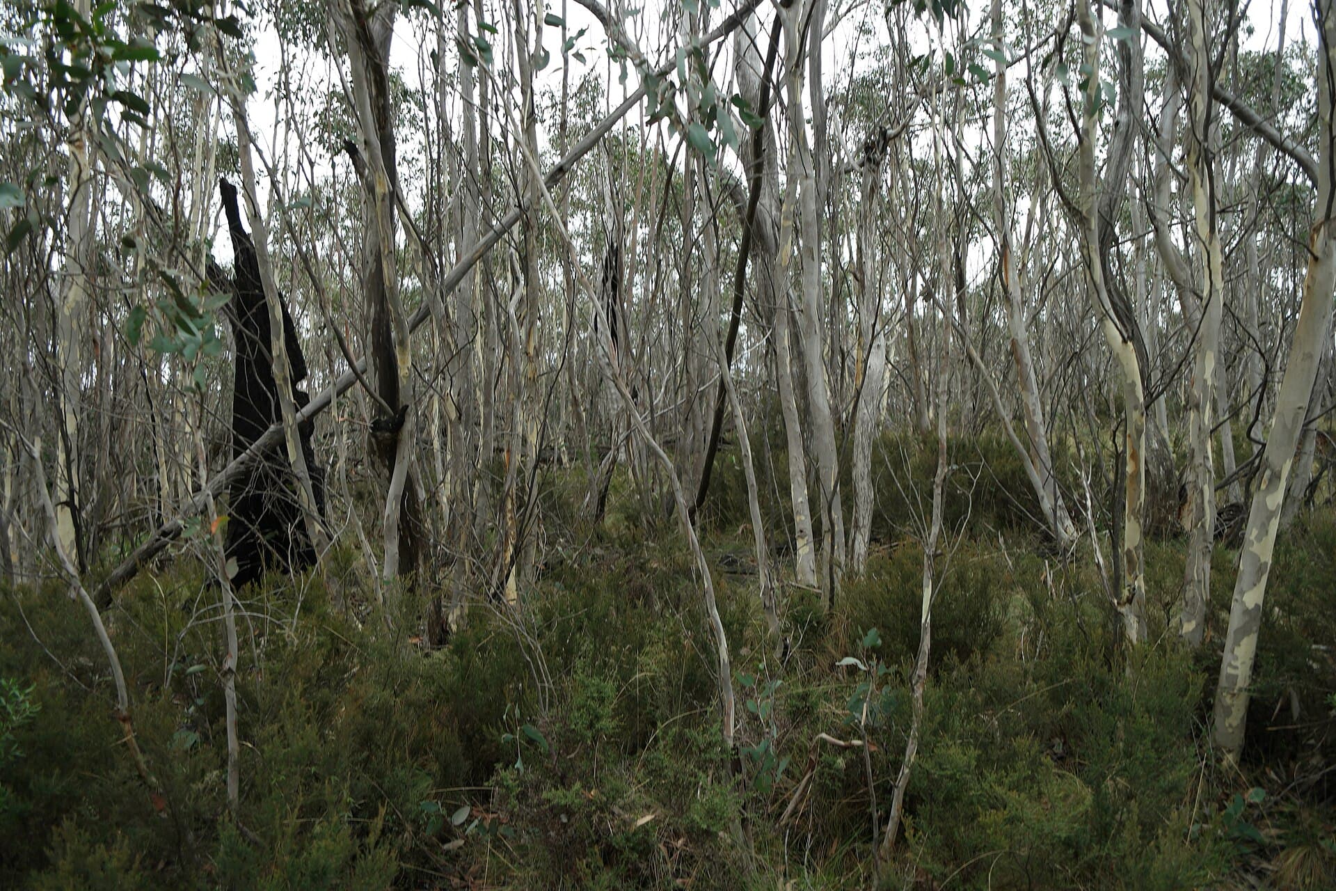 Namadgi National Park